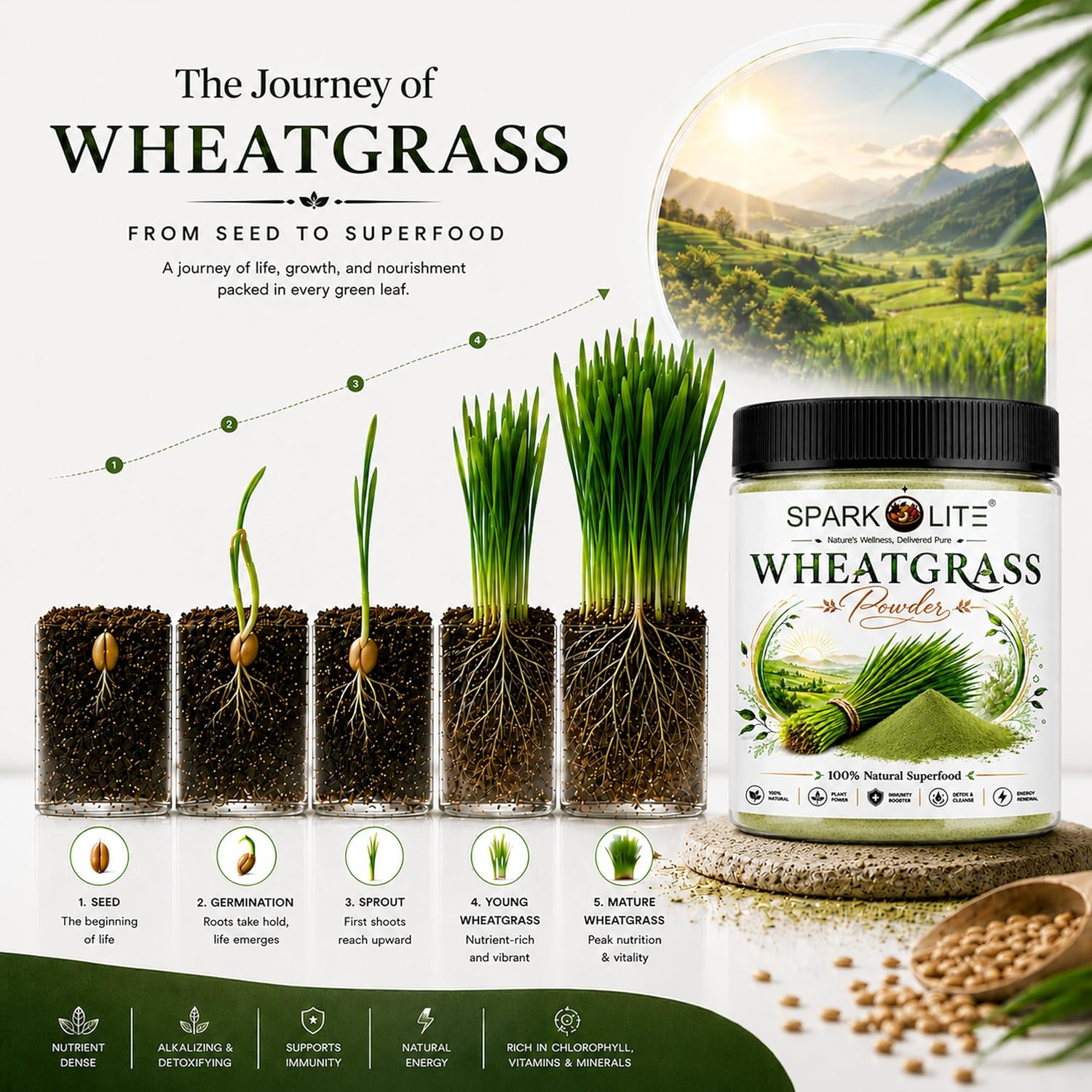 Organic Wheatgrass Powder | Pure Natural Superfood | Rich in Chlorophyll, Antioxidants & Plant Nutrients | Supports Detox, Energy & Daily Wellness | No Added Sugar, Preservatives or Artificial Ingredients | Vegan (1 kg (pack of 2x500 Gms ))